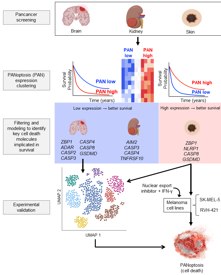 PANoptosis Pancancer